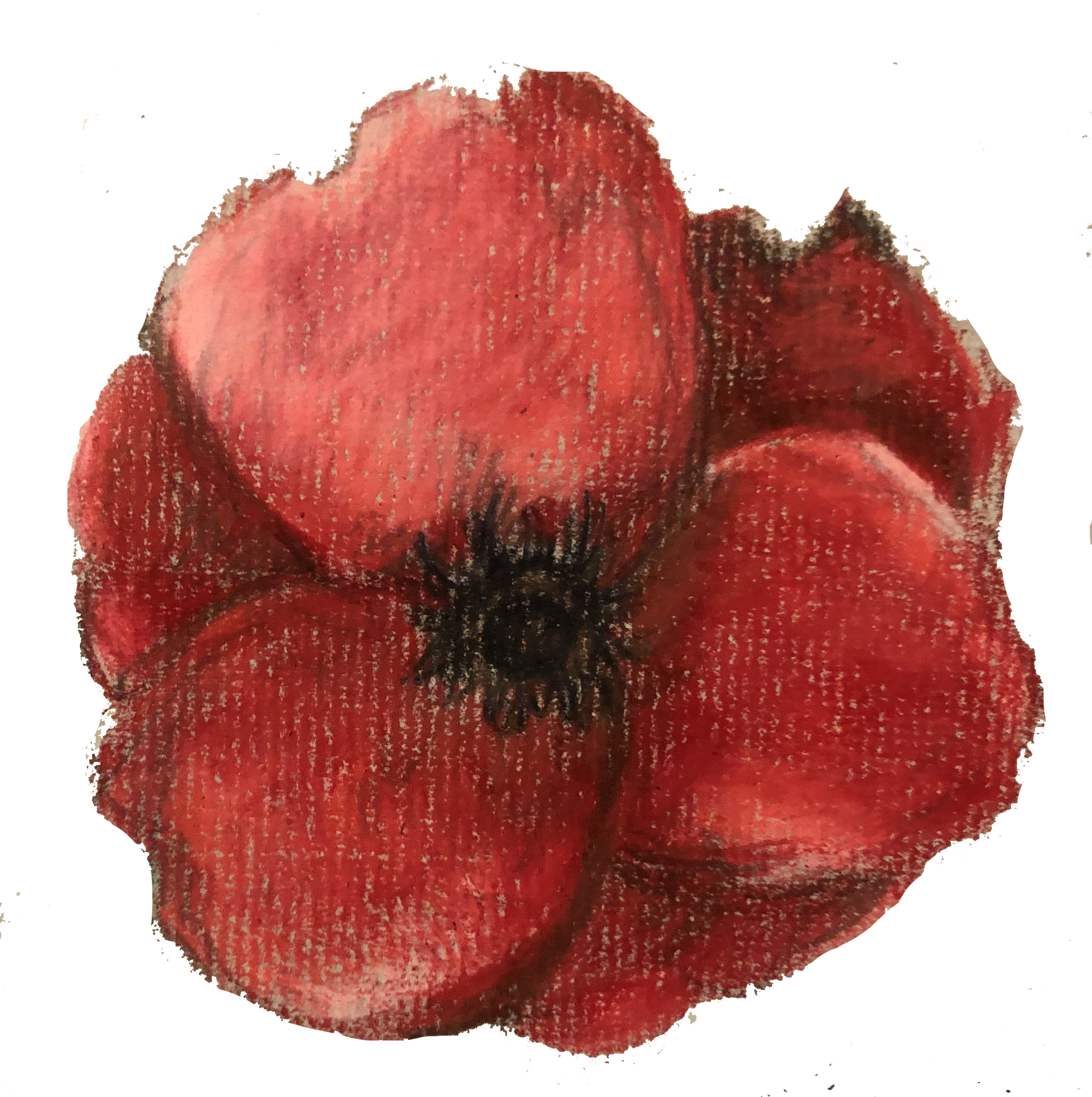 Poppy Drawing Honoring 'C'